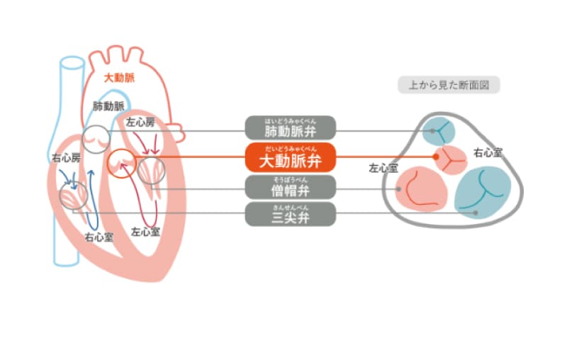 心臓弁のしくみとはたらきの図